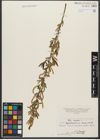 Foto von Salix triandra subsp. triandra L.